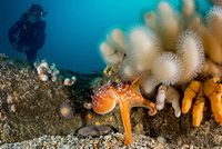 octopus North sea offshore diving