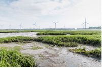 Wetland ecosystem in the Dutch Delta near windpark